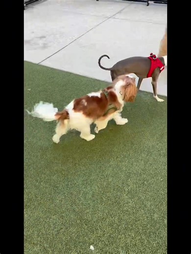 Petey’s out here doing im-pawtant resident duties, spreading smiles and scheduling important daily zoomies 🐾✨ Make your day complete and make sure to check out the bark park next door! 🐶 Have you scheduled your visit to our community? #BarkPark #Inscription #WalkableLiving #DowntownTampa #PetFriendly | Inscription Channel District