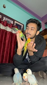 Bird’s hand feeding tips 🦜/ parrots hand feeding process #parrot #parrrot #shortsfeed #parakeet | Dipanjan Saha