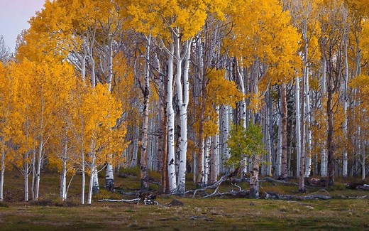 Houdini系统和实力建模渲染植物和地形教程