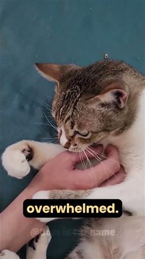 Why do cats gently bite while being petted? 🐈🐱 #dailycatfacts #catshorts #catbehavior