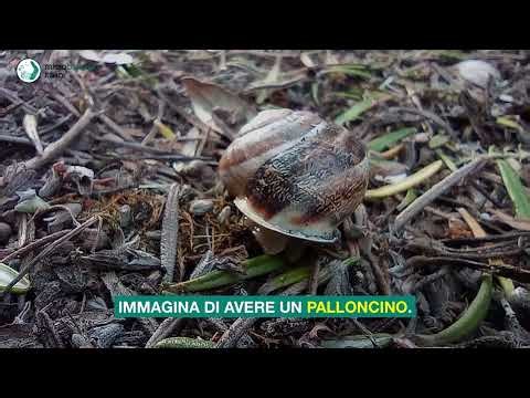 Cosa accade alla pressione quando fa molto caldo