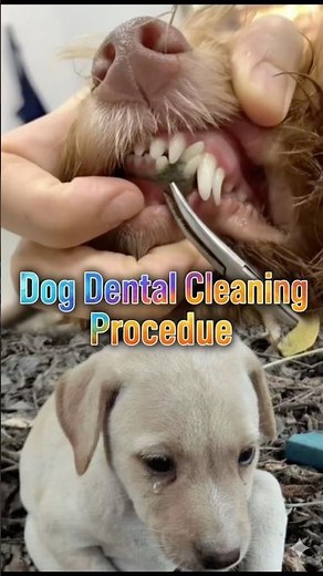 Dog Dental Cleaning Procedure | Removing Heavy Tartar & Plaque | Satisfying Deep Teeth Cleaning🐶🦷