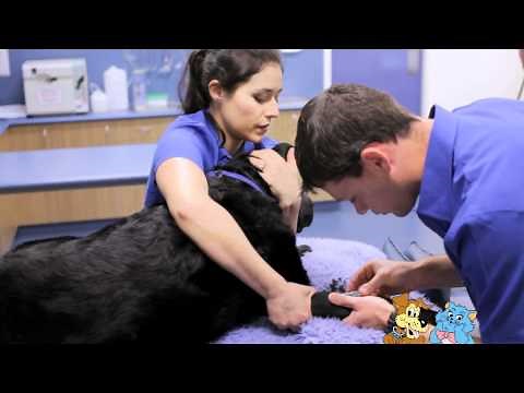 An anaesthetic for a dog or cat procedure or surgery - Blackburn Vet Centre