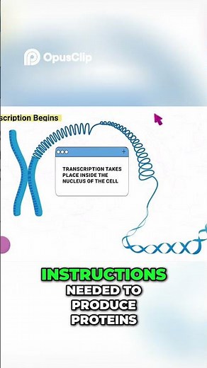 What Actually Happens During Transcription?
