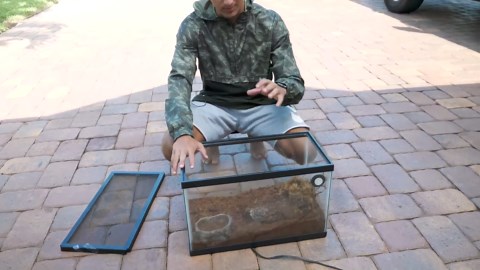 My albino pacman frog gets new home!