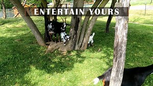 It's officially summer. A great time to visit Hidden Valley. We're now open seven days-a-week through Labor Day. Let our kids (and 41 other species) entertain yours! Tours run 10:30am to 3:30pm daily. Tickets available online. HiddenValleyAdventure.com. | Hidden Valley Animal Adventure
