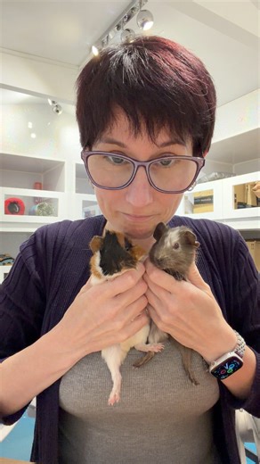 When a guinea pig changes colour, it’s completely fascinating! | Masons' Cavies