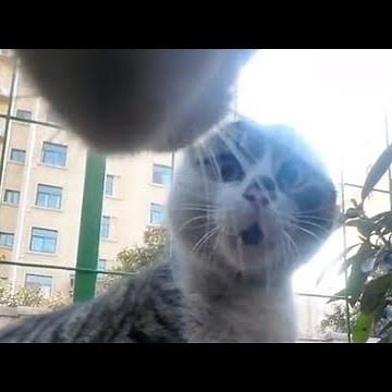 Cat with Gopro tries to fight and asserts dominance | Compilation