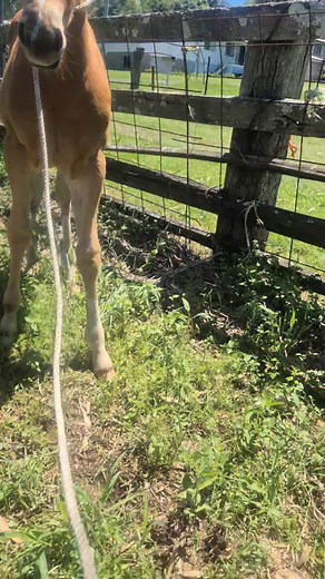 So first time handling Josey with a rope. He could see Alice so he was really good. Proud of him | Brian Vaughan