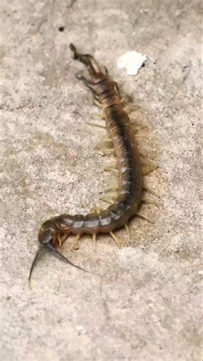 Scolopendra cingulataAnimal Venom & huntingIt is venomous, using modified front legs #spicomellus