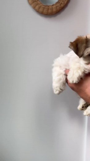 Adorable Schnauzer Pups Ready for Adoption