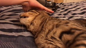 Charles with his human child | Savannah Cat Rescue