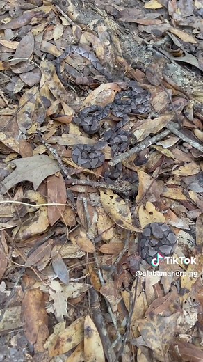 Copperhead Snake with Babies & Timber Rattlesnake!