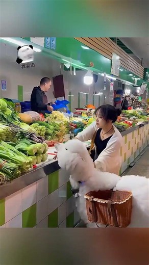 This Greedy Llama Ate Half The Market Stall 🤫🥦