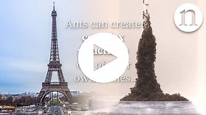 WATCH Ant architecture: The simple rules of ant construction