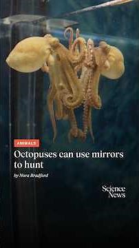 Octopuses can use mirrors to hunt | Science News