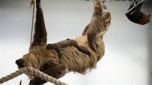 Sleepy Sloth Nods Off While Enjoying a Snack