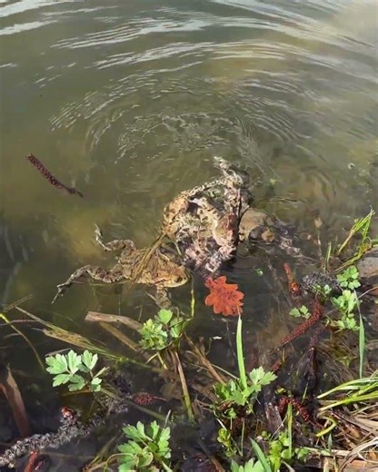 Poor Toad Overpowered By Her Lovers #toad #commontoad #frogsmating #bufobufo #funnyanimals