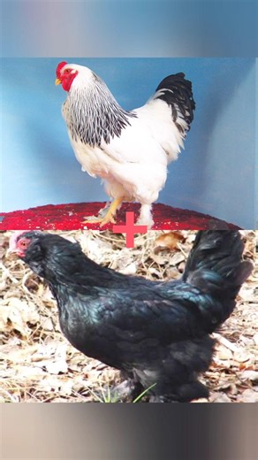 Hybrid of Brahma chicken and Marandi chicken
