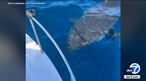 Great white shark bumps into fishing boat off Catalina Island
