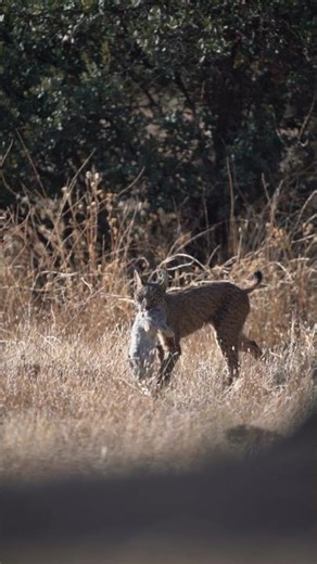 1080p Wildlife Test: 30.2 MB → 2.6 MB at VMAF 99.98 | Distillation