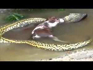 Giant Snake Eats Cow