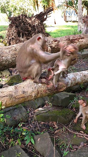 Oh no Libby😱 Libby hi-t and push baby Lynx till fall, Poor Lynx very sad and hur=t 😅🥰😘 #monkey #thursday #lovelymonkey #kindness #alberta | Newly Animal Lover