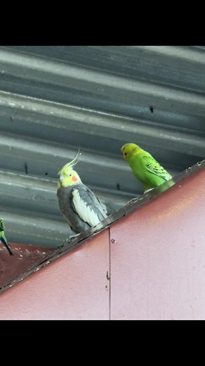 Charming Moments with Parrot and Theobald The Bird