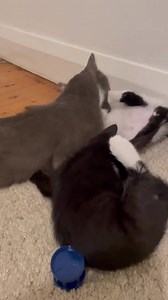 When our mumma's are babies themselves! Thomasina and her babies are having a play. So darn cute! CatRescue 901 xx | CatRescue 901