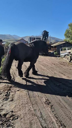 4K views · 967 reactions | Ajutorul lui tata  #romania #travel #romaniandrafthorse #rurallife #traditionalfarming #workhorse #strength #endurance #horse #horses #bigfoot #travel #rurallife #folklore #tradition #conservation #agriculture #horseaddict #horseobsessed #equestrianlifestyle #horsesaremyhappyplace #horsegirlenergy #horsesaustralia #horselovers #horseriding #horserider #globalhorsegirls #ilovemyhorse #horsefun #horsebloager @reper | Nicolae Campeanu | Facebook