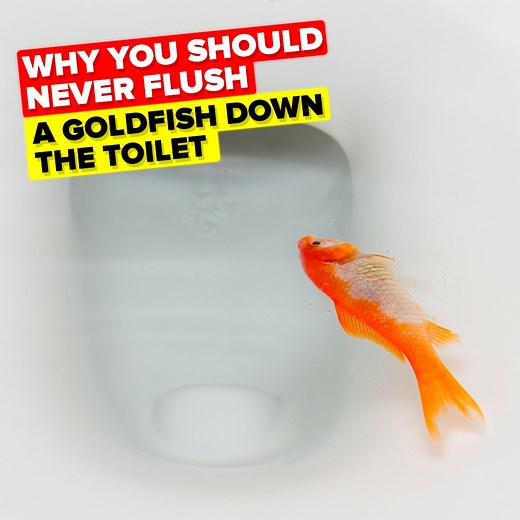Flushing your dead goldfish down the toilet is doing more harm than you ever realized! Check out today's new video to find out why you should never flush a goldfish again! It could save the planet! Why are goldfish such a problem, you won't believe the real reason! | The Infographics Show
