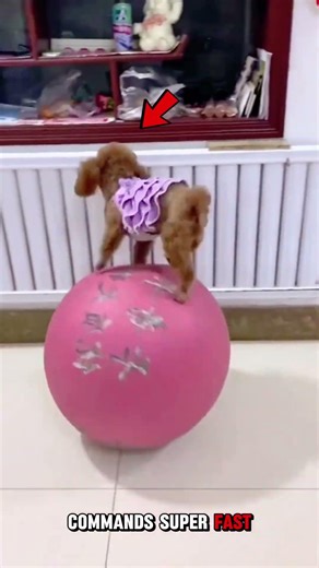 Did You Know These Mind Blowing Poodle Facts 🐩