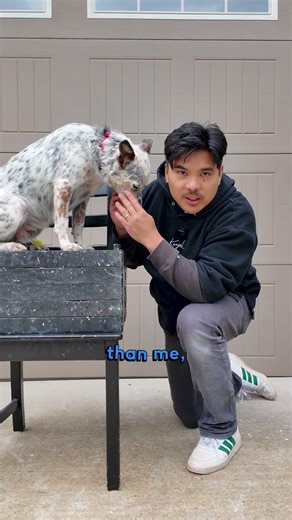 Dog Challenge: My Dog Just Jumped HIGHER Than Me 😳