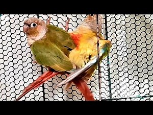 Mating of Pineapple Conures/Pineapple Conure Breeding Video/Conures Breeding