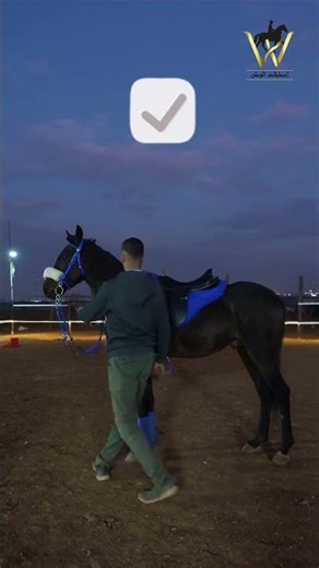 beginilah cara merawat kuda supaya aman #horse #animals #koboy #cowboys