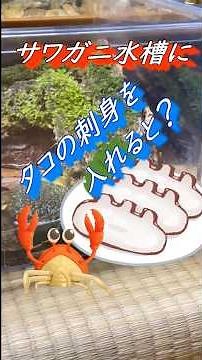 【サワガニ飼育】サワガニ水槽にタコの刺身を入れると...（餌やり） #サワガニ#カニ#飼育#水槽 #アクアリウム#餌やり