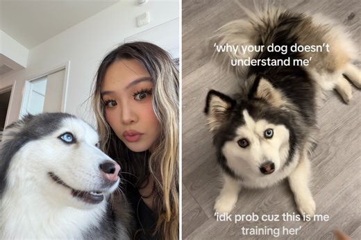 Owner Tries To Train Her Pomsky, Here’s Why It Doesn’t Go To Plan