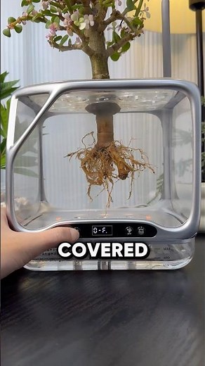 How Aeroponics Makes Plants Grow 2x Faster