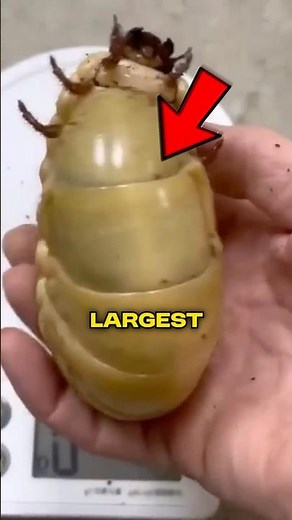 Largest Insects In The World! 🤯😱#shorts #facts