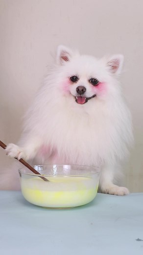 Creative Slime Making with Cute Nico the Dog