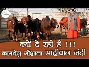 क्यों दे रही है कामधेनु गौशाला साहीवाल नंदी !!! | Sahiwal Nandi | Sahiwal Cow | Kamdhenu Gaushala |