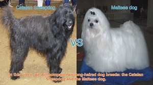 Catalan Sheepdog vs. Maltese Dog: A Comprehensive Comparison
