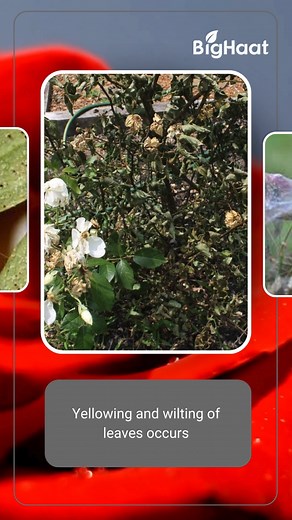 2.8K views · 20 reactions | Rose mites are problematic pests, especially in warm and dry conditions, where their populations can rapidly increase. They can damage your crops if left uncontrolled. Watch the video to learn about their symptoms! https://rebrand.ly/fb59db . . . #rose #rosecrop #flower #flowers #pest #majorpest #mites #rosemites #damage #symptom #agrifarming #farmers #farmer #farming #indianfarming #indianfarmer | BigHaat India | Facebook