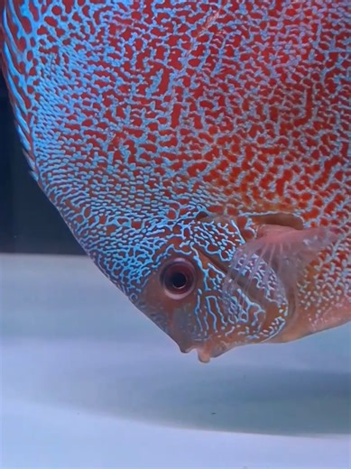 😍 colour full 😍 | ikan hias discus fish | aquarium | aquascape fish | MAIN IKAN DISCUS #discus #aquarium #aquascape #fish #mainikan