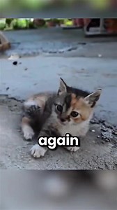 15K views · 239 reactions | WAA MAXAY SABABTU...............seemore | Husein shire | Facebook