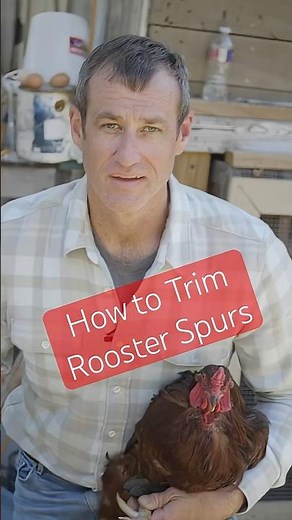 How to trim rooster spurs. Follow The Poultry Doc for more backyard chicken vet tips.