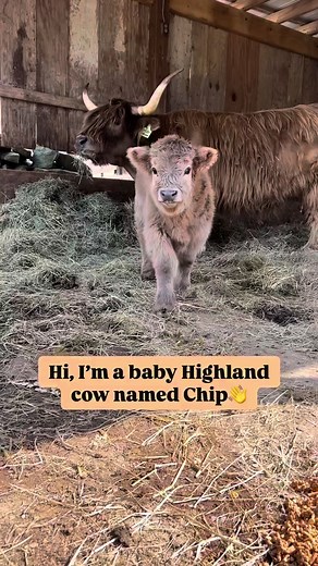 #minicows #minicowsoftiktok #highlandcows #highlandcowsoftiktok #miniature