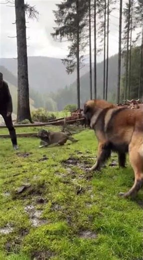 Leonberger: Guardian of the Black Forest