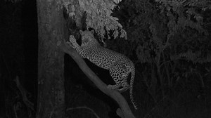 In Mozambique’s wild north, every shadow hides a predator — and every hunt is earned. This glimpse of the leopard pursuit is just part of an unforgettable safari that also delivers multiple Cape buffalo hunts and a heart-stopping lion encounter you won’t believe. 🎥 Watch the full story in Episode 11 of Safari Classics TV streaming now on Youtube. https://youtu.be/VU8O1HRdCXw?si=VFCxlSuh6hMYWG7L #SafariClassicsTV #AfricanSafari #LeopardHunt #DangerousGame #Niassa #BigCats #BuffaloHunting #Advent