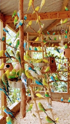 Beautiful budgies singing💝💯